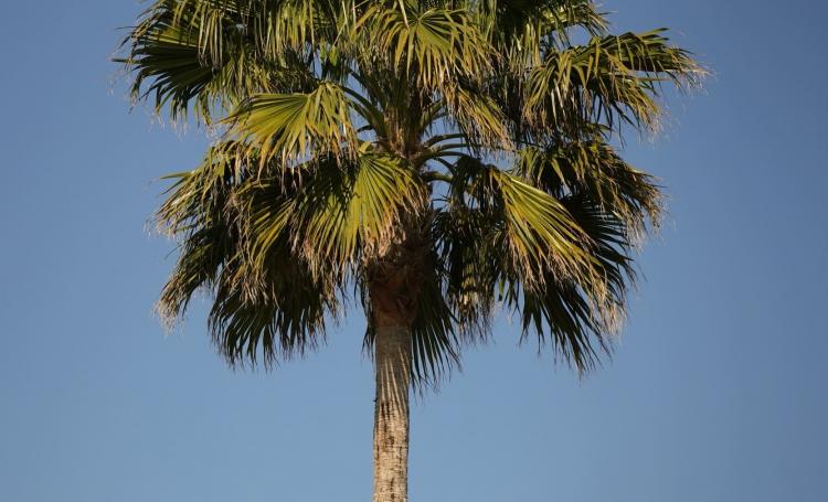 Amarines - Villa Miraé